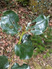 Ceanothus velutinus laevigatus