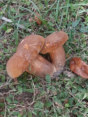 Tylopilus tabacinus