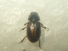 Melinopterus sphacelatus