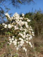 Vernonanthura patens