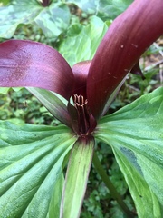 Trillium kurabayashii