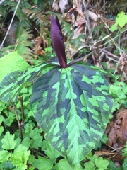 Trillium kurabayashii