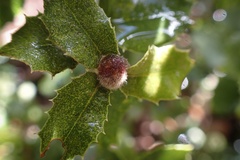 Disholandricus lasius