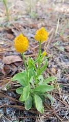 Polygala nana
