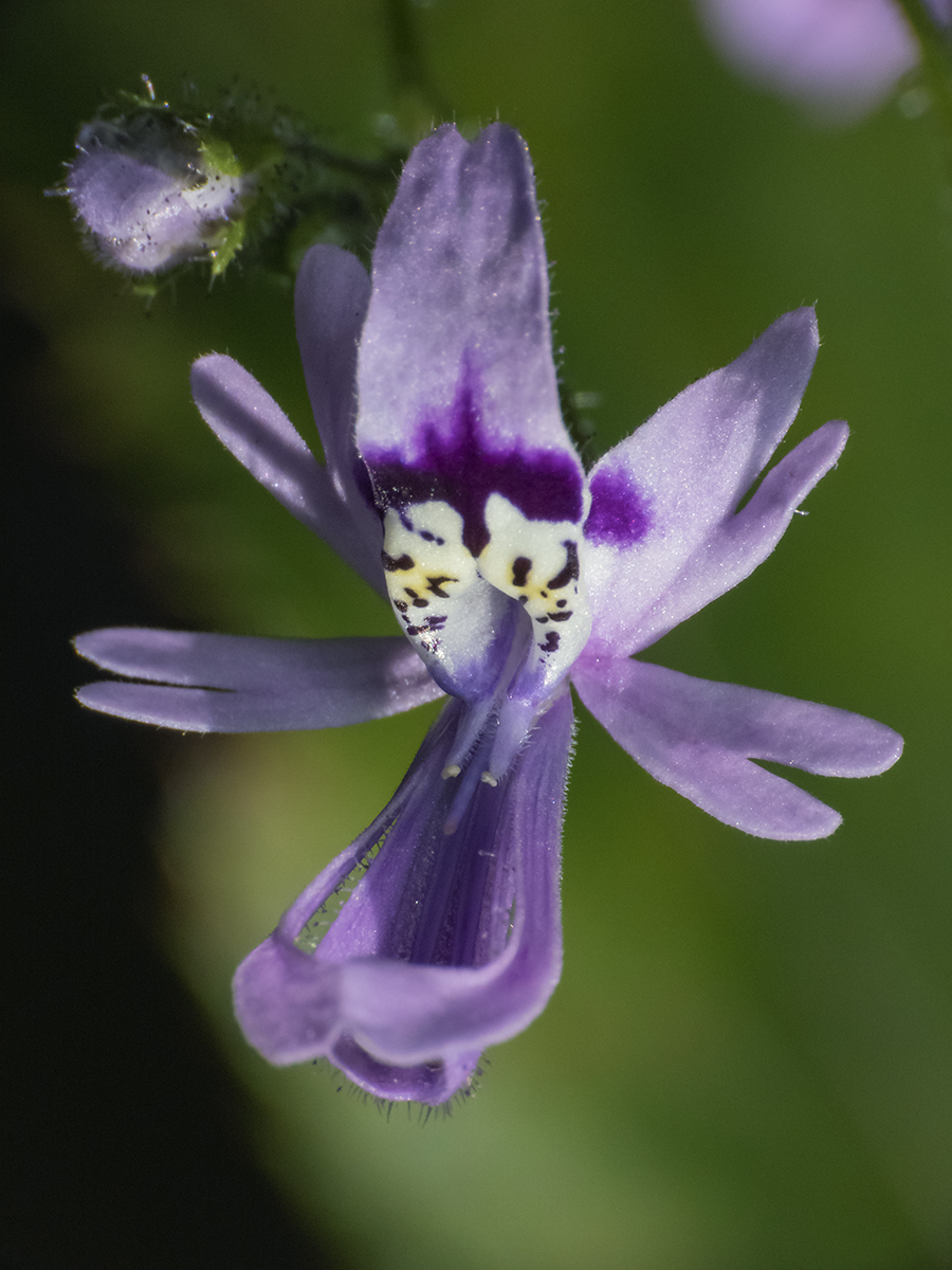 Schizanthus pinnatus