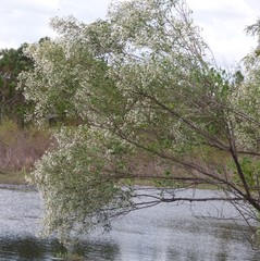 Baccharis halimifolia image