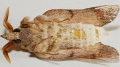 Entometa guttularis
