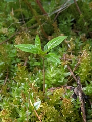 Lysimachia latifolia