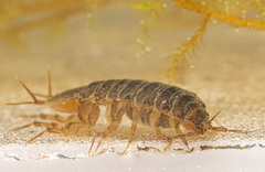 Asellus aquaticus