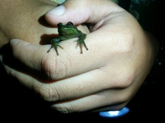 Dendropsophus molitor