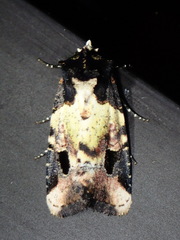 Bryolymnia bicon