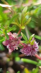 Actinotus gibbonsii