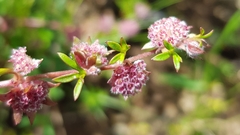 Actinotus gibbonsii