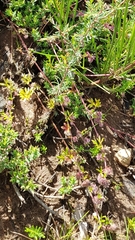 Actinotus gibbonsii