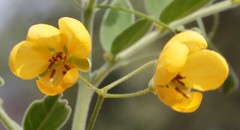 Senna oligoclada