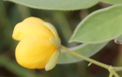 Senna oligoclada