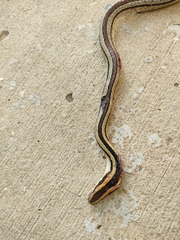 Lygophis lineatus