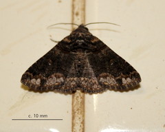 Pericyma atrifusa