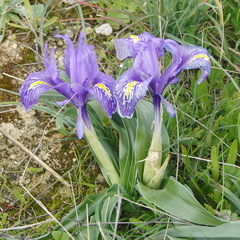 Iris planifolia