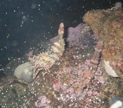 Lebbeus groenlandicus