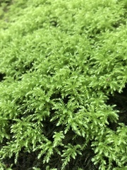 Leucolepis