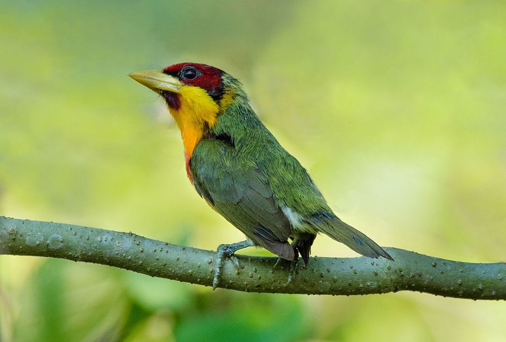 Lemon-throated Barbet (Eubucco richardsoni) photo