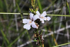 Westringia tenuicaulis