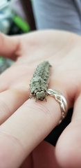 Catocala umbrosa