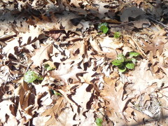 Pyrola americana