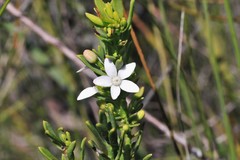 Philotheca queenslandica