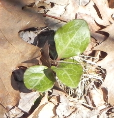 Pyrola americana