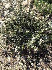 Ceanothus jepsonii
