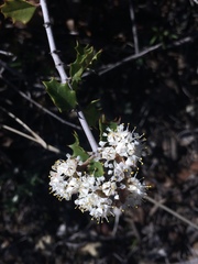 Ceanothus jepsonii