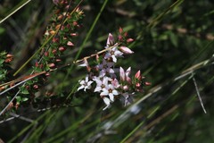 Epacris pulchella