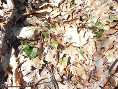 Pyrola americana