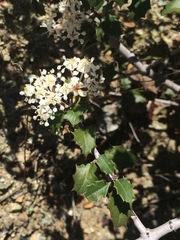 Ceanothus jepsonii
