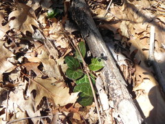 Pyrola americana