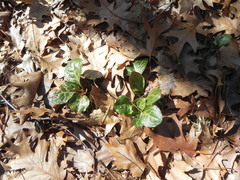 Pyrola americana