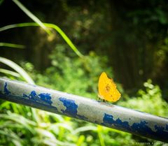 Lachnoptera anticlia