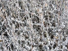 Senecio filaginoides