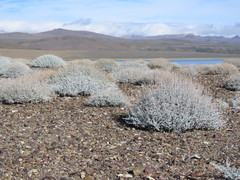 Senecio filaginoides