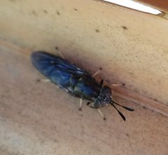 Hermetia sexmaculata