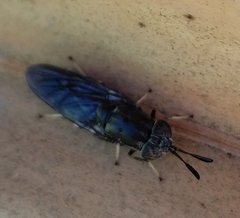 Hermetia sexmaculata