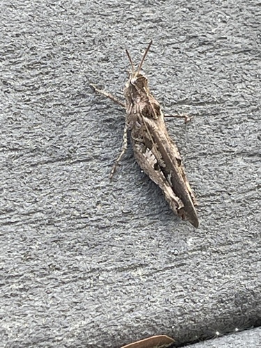 Southern Green-striped Grasshopper photo 6