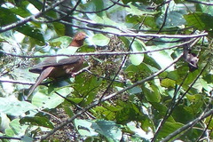 Macropygia nigrirostris