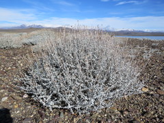 Senecio filaginoides