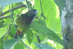 Modest Tiger-Parrot photo 2