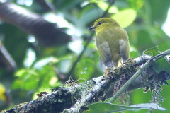 Microeca papuana
