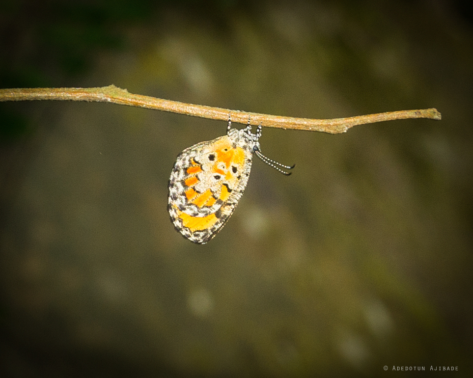 common harlequin