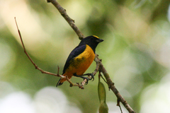 Euphonia concinna